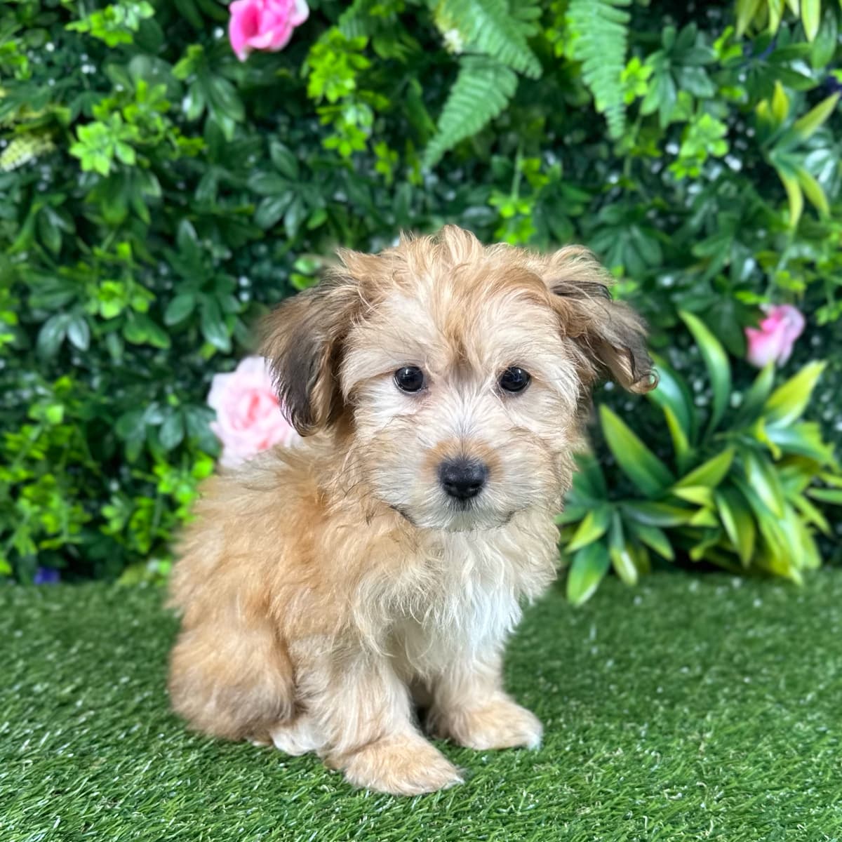 Mateo