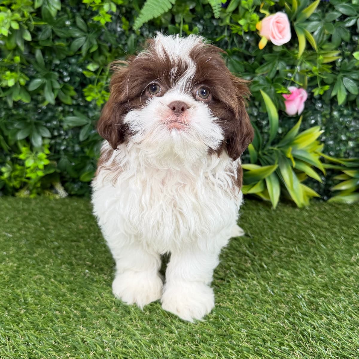 Benny