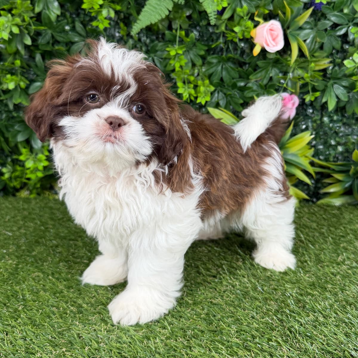 Benny - 2