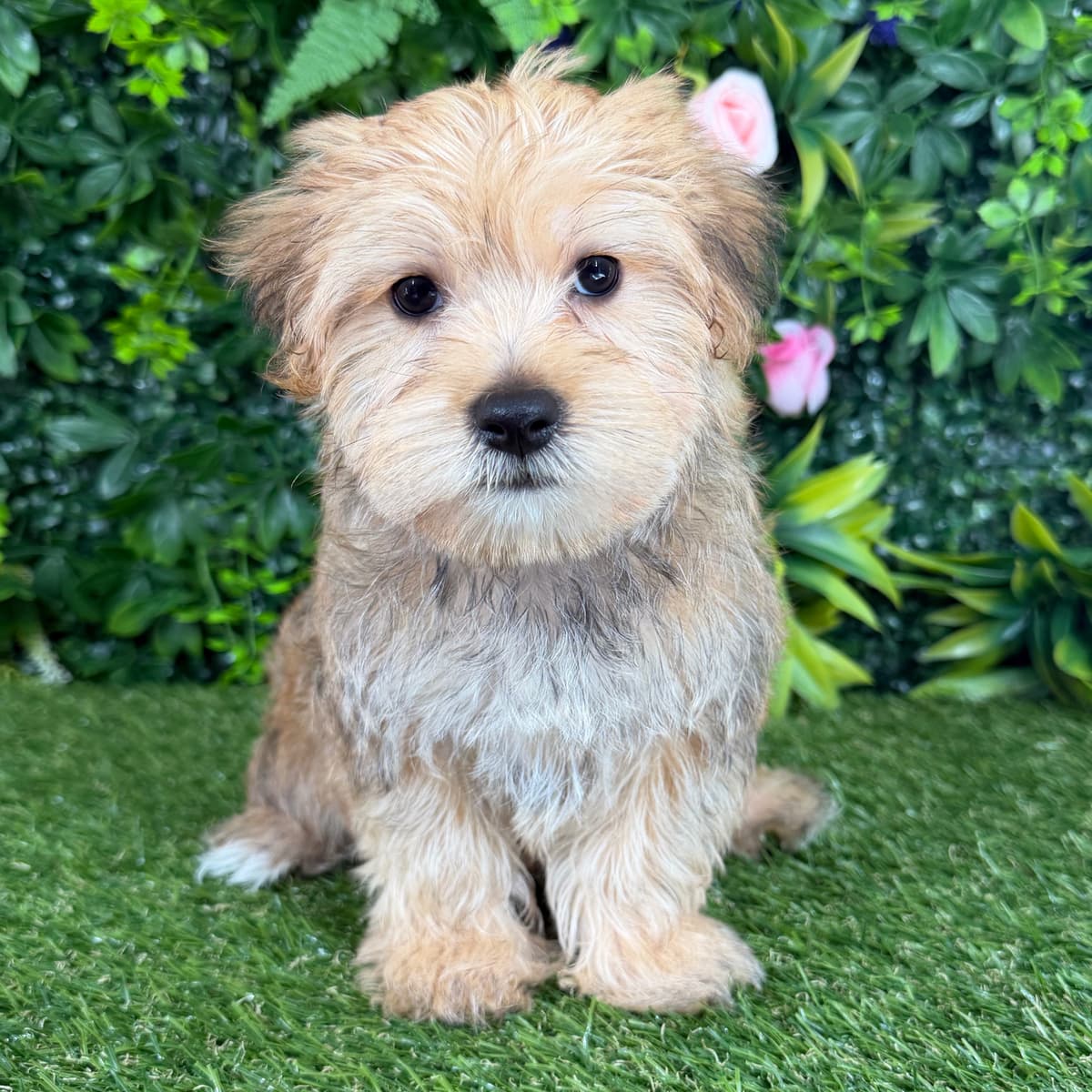 Romeo