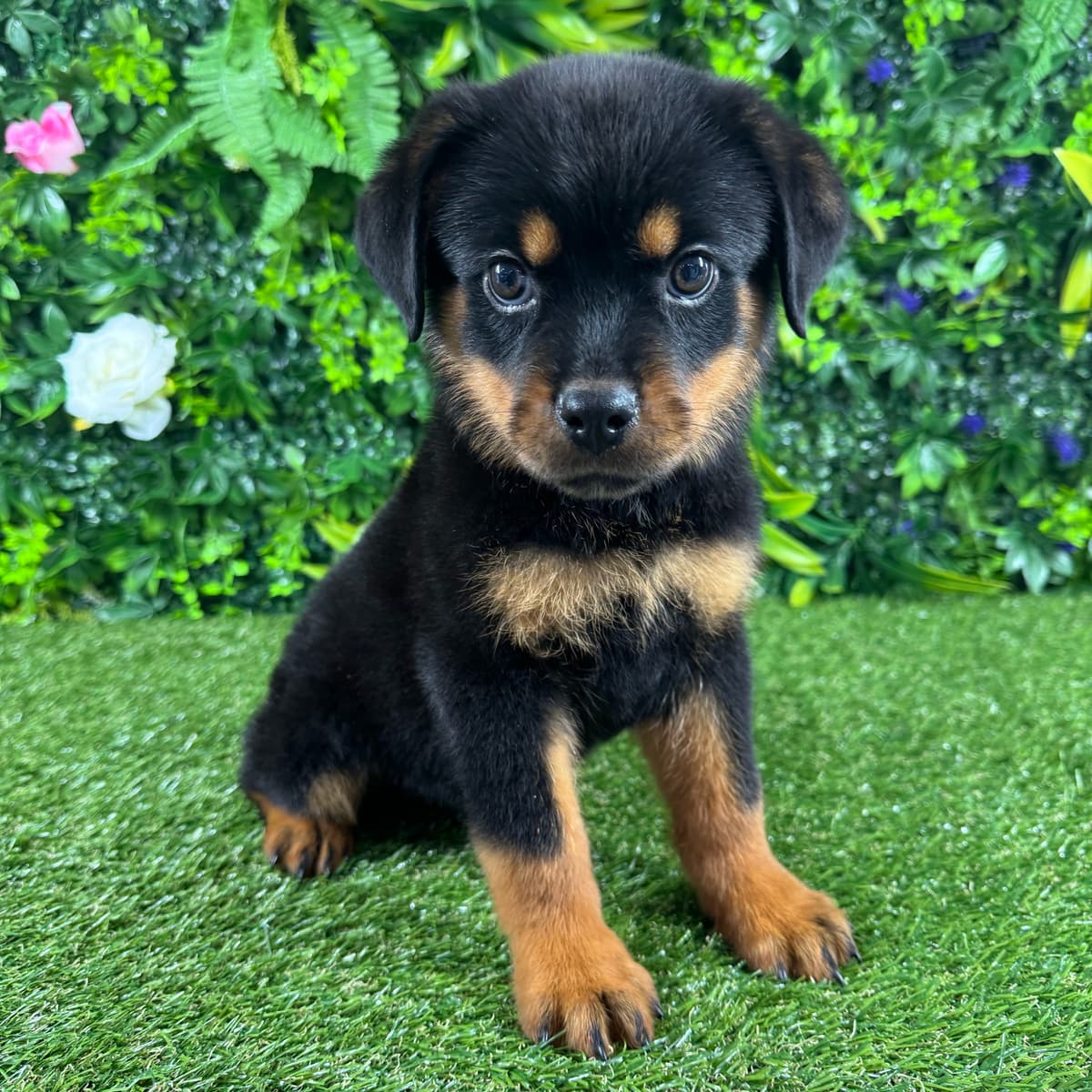 Harper