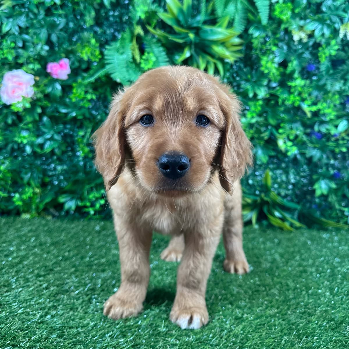 Nash