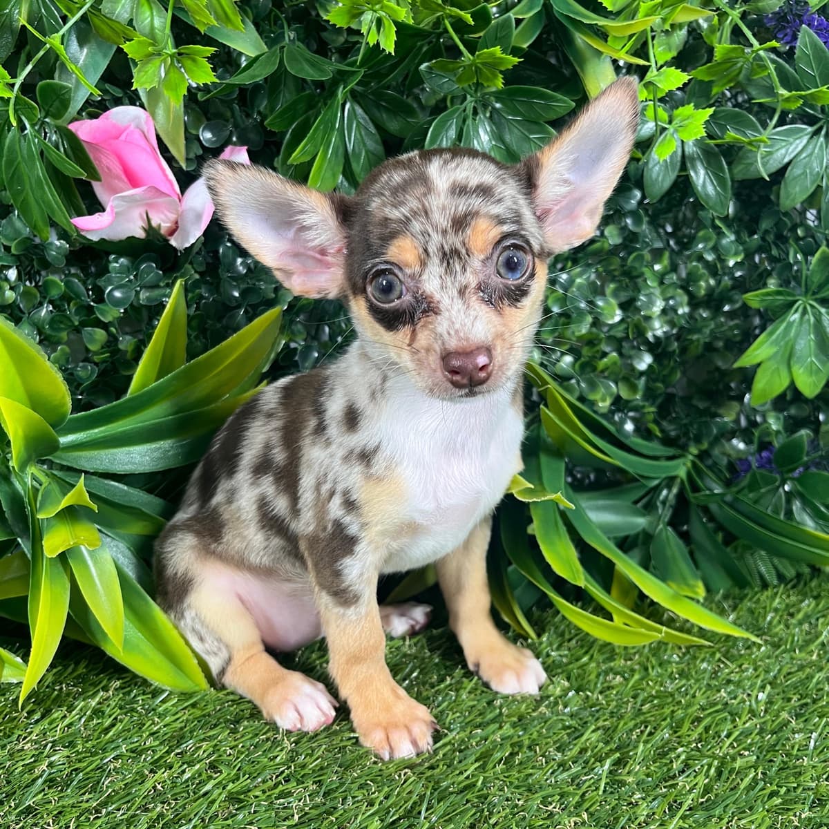 Evie