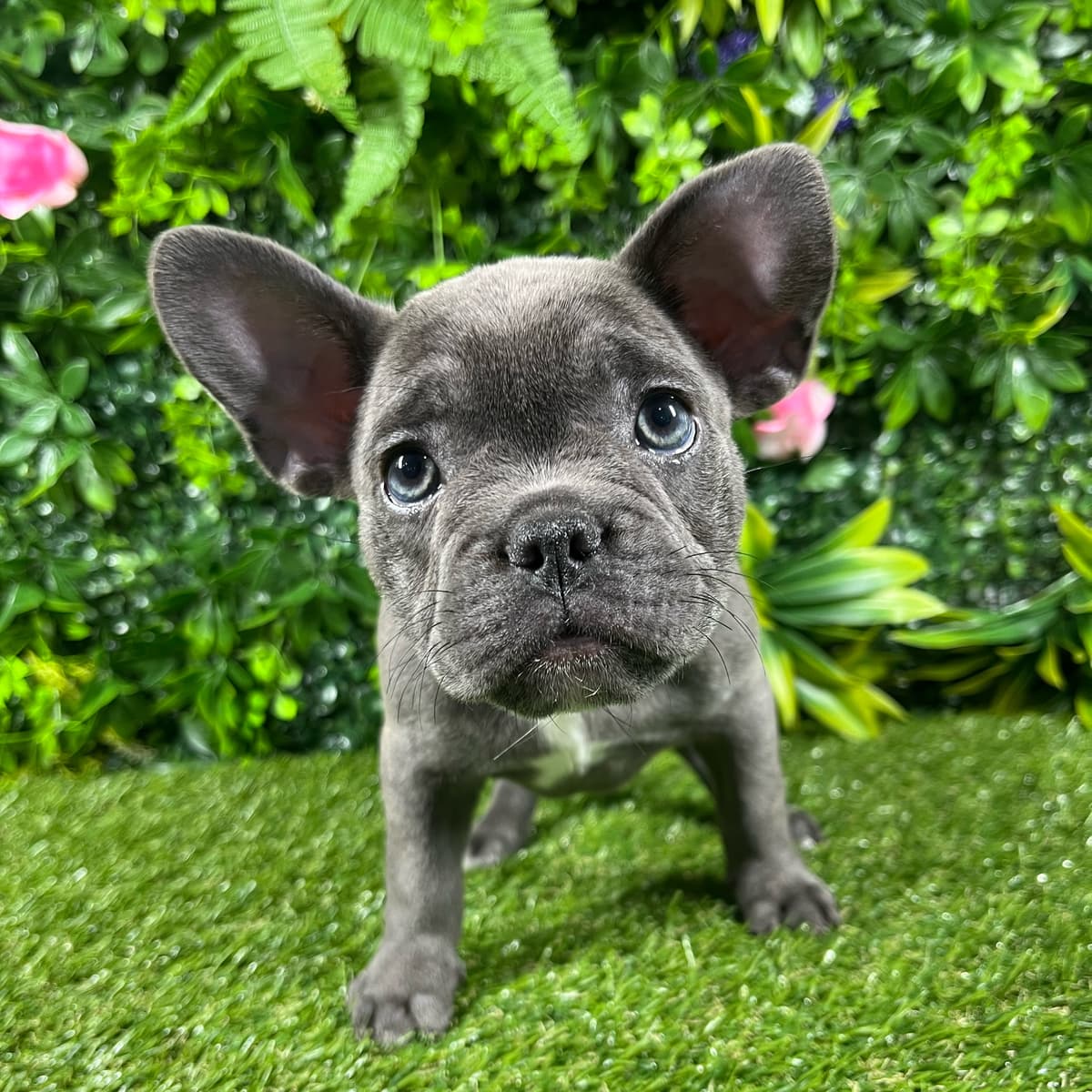 Ziggy - 2