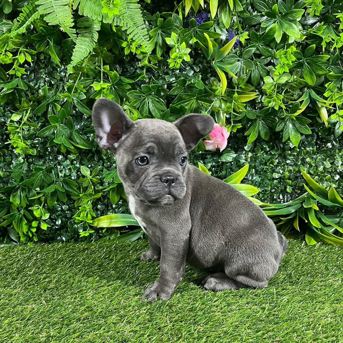 Ziggy - 3