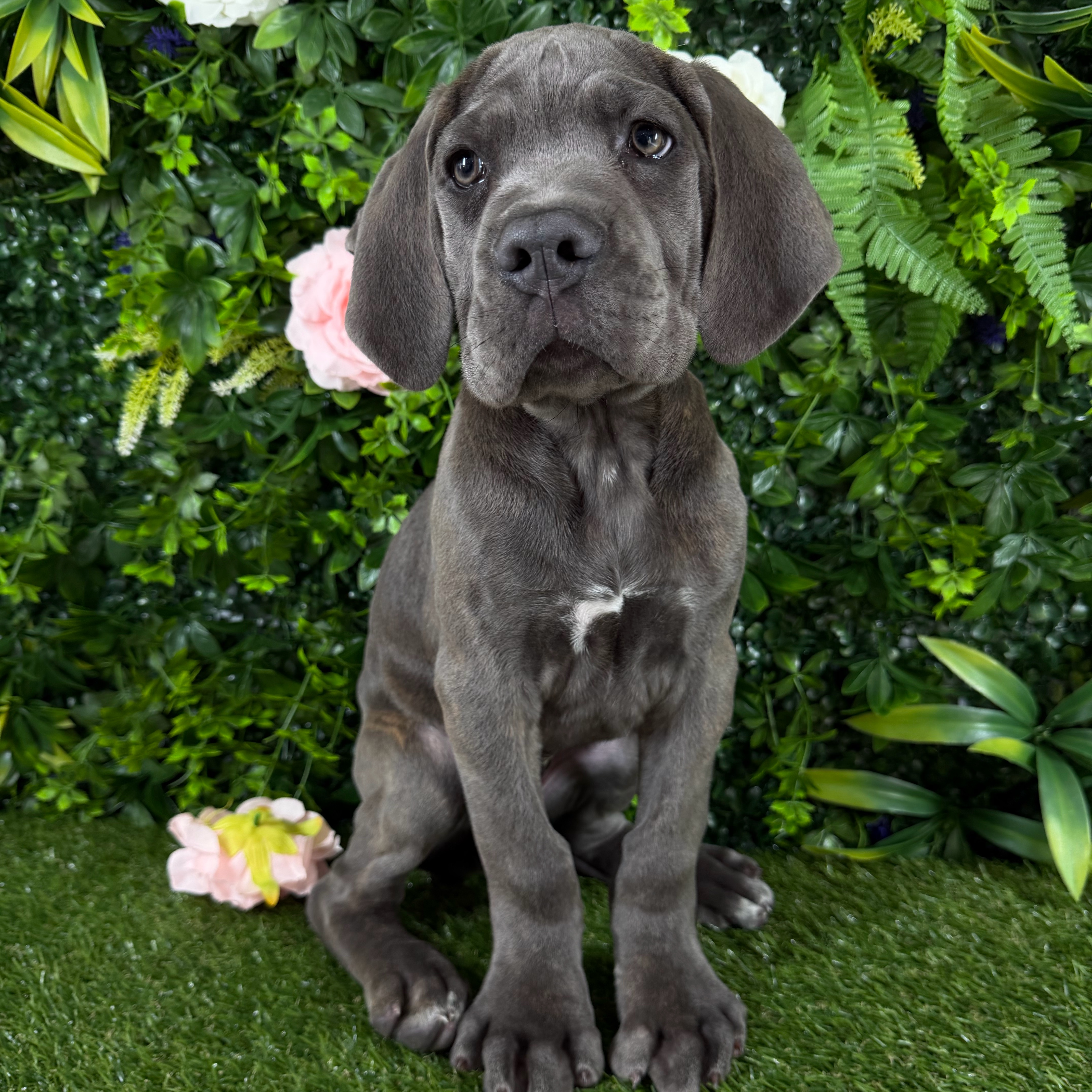 Titus
