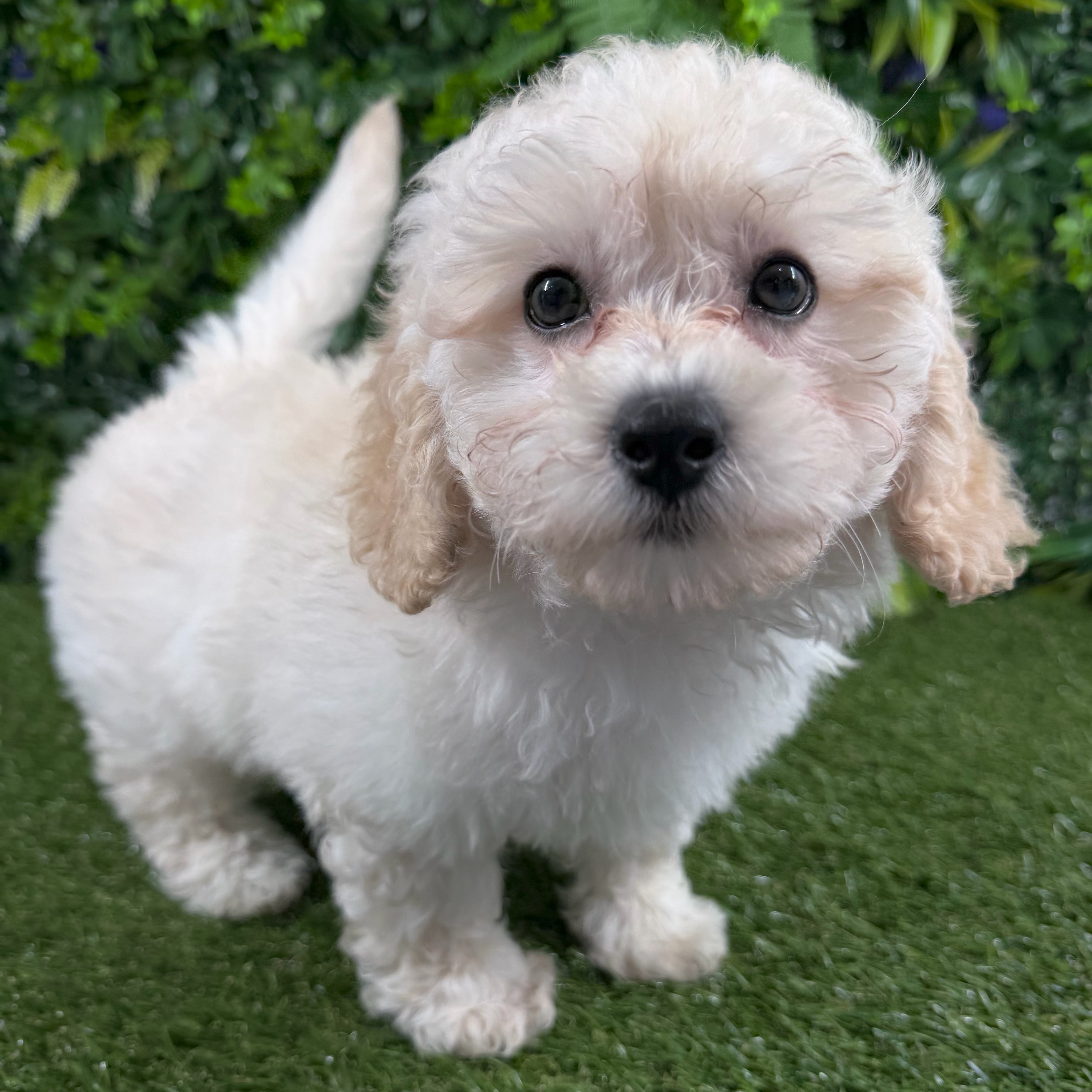 Simba