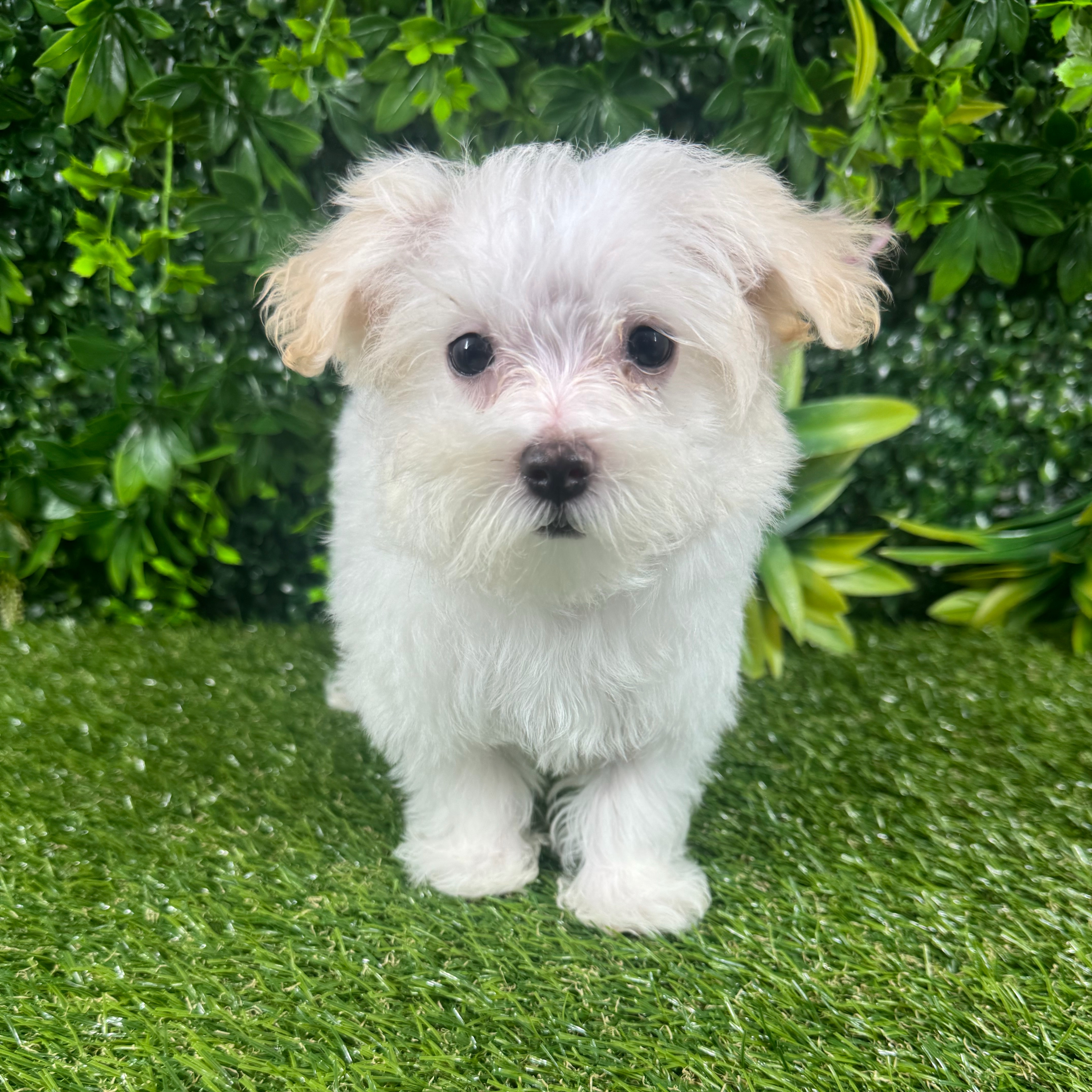 Vito